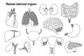 Human internal organs set