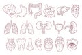 Human internal organs set hand drawn vector. Anatomy chest, gastrointestinal tract, head.