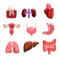 Human internal organs sett, tooth, heart, bladder, kidneys, lungs, liver, intestines, stomach, reproductive system Royalty Free Stock Photo