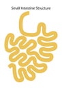 Human internal organs: small intestine structure - Ileum, Jejunum, Duodenum . Illustration. Flat design