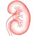 Human Internal Organs Urinary System Kidney Anatomy
