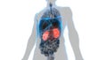 Human Internal Organs Urinary System Kidneys Anatomy