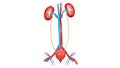 Human Internal Organs Urinary System Kidneys with Bladder Anatomy