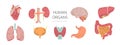 Human Internal Organs Vector Set Royalty Free Stock Photo