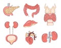 Human internal organs vector style. Pancreas, heart, intestine, thyroid are isolated on white background. Cartoon icon