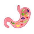 Human Internal Stomach Anatomy Royalty Free Stock Photo