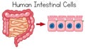 Human Intestinal Cells on White Background