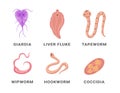 Human intestinal parasites set infographic scheme names vector flat medical internal infection Royalty Free Stock Photo