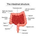 The human intestinal structure medical diagram, structure of the digestive organs, digestive system - flat vector