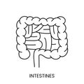 The human intestine is a linear icon in a vector, an illustration of an internal organ. Royalty Free Stock Photo