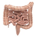 Human intestines