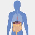 Human intestines, detailed medical illustration