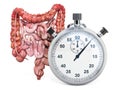 Human intestines with stopwatch. First aid and treatment of bowel concept, 3D rendering