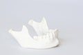 Human jaw bone model on white background