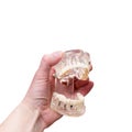 Human jaw in hand on white background Royalty Free Stock Photo