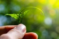 Human keep fresh green leaves in the garden.