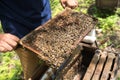 Human kept beehive closeup with man hands. Collecting honey from bee nest Royalty Free Stock Photo