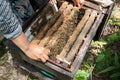 Human kept beehive closeup with man hands. Collecting honey from bee nest Royalty Free Stock Photo