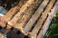 Human kept beehive closeup with man hands. Collecting honey from bee nest Royalty Free Stock Photo