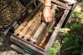 Human kept beehive closeup with man hands. Collecting honey from bee nest Royalty Free Stock Photo