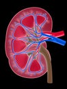 Human kidney Royalty Free Stock Photo