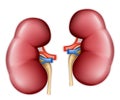 Human kidney Royalty Free Stock Photo