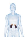 Human kidney and adrenal glands