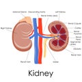 Human Kidney Anatomy Royalty Free Stock Photo