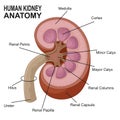 Human kidney anatomy cartoon Royalty Free Stock Photo