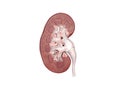 Anatomy Of The Human Kidney