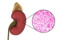 Human kidney anatomy and histology