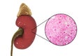 Human kidney anatomy and histology