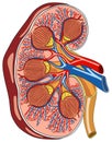 Human kidney anatomy infographic diagram