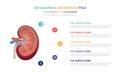 Human kidney anatomy infographic template concept with five points list and various color with clean modern white background -