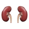 Human Kidney Anatomy Isolated On A White Background. Realistic Vector Illustration. Royalty Free Stock Photo