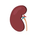 Human kidney anatomy isolated on white photo-realistic vector illustration. Kidney icon in flat style