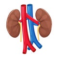 Human kidney anatomy