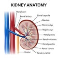 Human kidney anatomy. Royalty Free Stock Photo