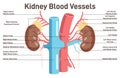 Human kidney blood vessels anatomy. Healthy internal organ and blood
