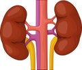 Human kidney cartoon illustration