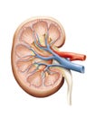 Human kidney Royalty Free Stock Photo