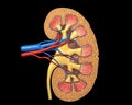 Human kidney cross section, on black background. Royalty Free Stock Photo