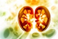 Human kidney cross section Royalty Free Stock Photo