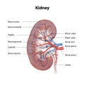 Human kidney cross section, scientific background, anatomy, urinary system with main parts labeled, 3d