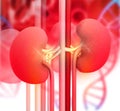 Human kidney Royalty Free Stock Photo