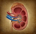 Human Kidney With Grunge Texture