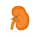 Human kidney illustration