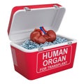 Human kidney inside portable fridge for transporting donor organ