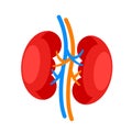 Human kidney. Internal organ icon. Urinary and endocrine system. Vector illustration