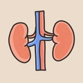 human kidney isolated on light background